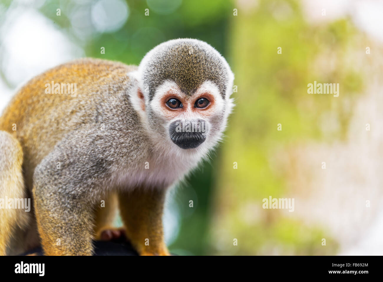 Nahaufnahme von einem Eichhörnchen-Affen in den Amazonas-Regenwald in  Kolumbien Stockfotografie - Alamy
