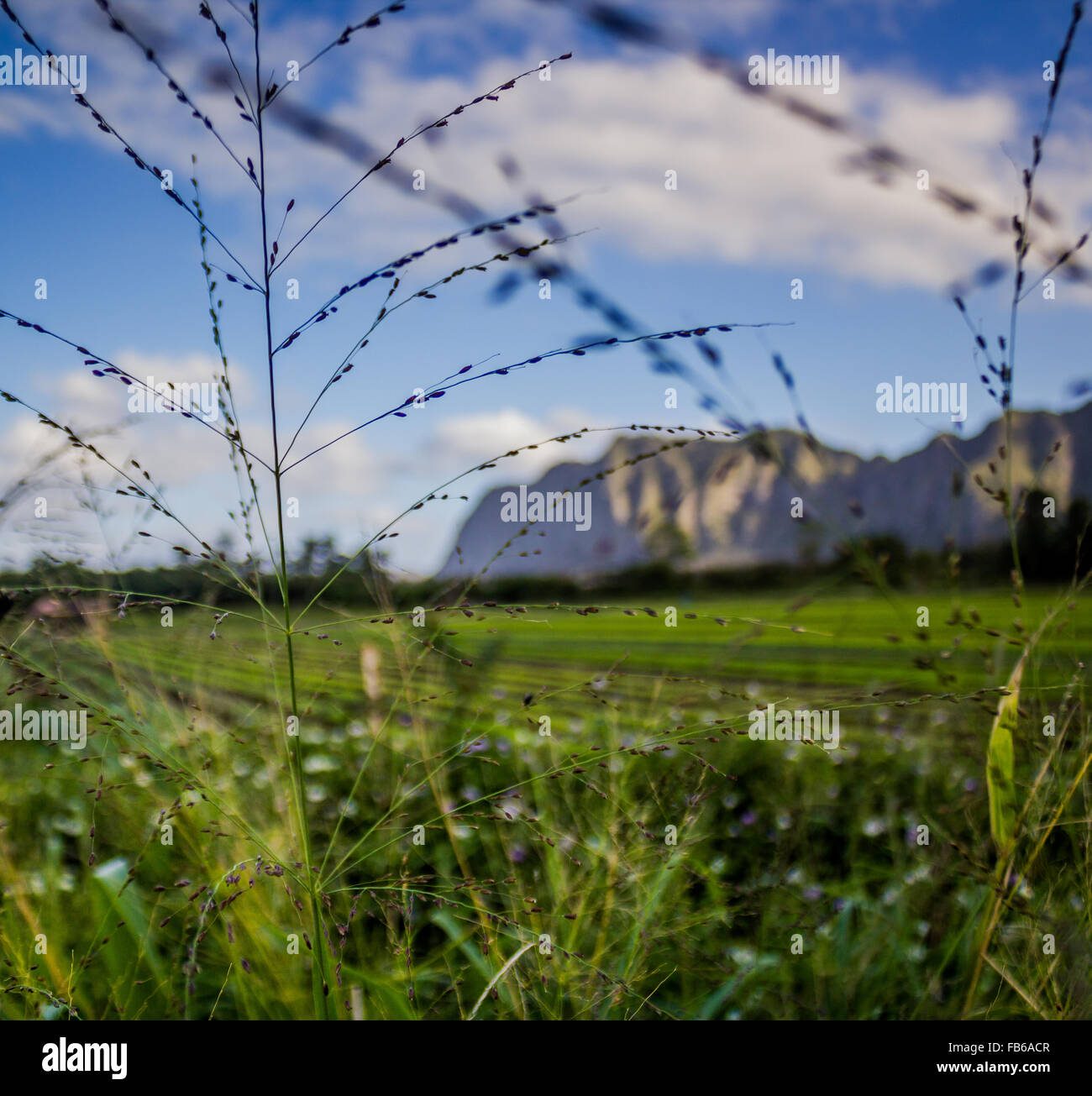 Rasen Sie im Fokus mit Hintergrund des Feldes und Ko'olau Gebirge von Hawaii. Stockfoto