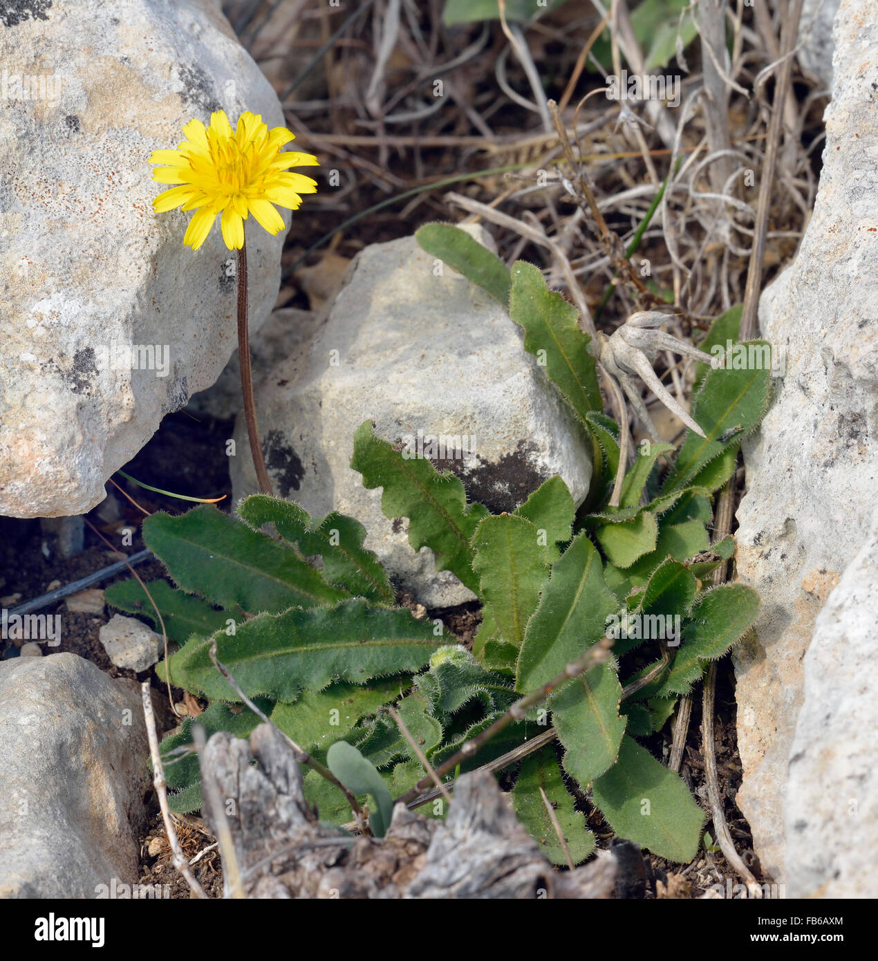 Tuberöse Hawkbit - Leontodon Tuberosum mediterrane zusammengesetzte Blume Stockfoto