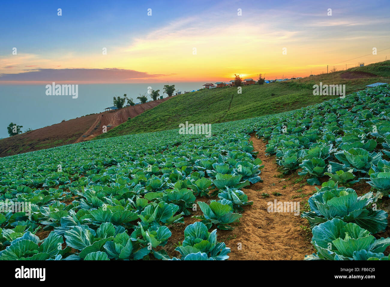 Sonnenaufgang am Kohlkopffeld Stockfoto