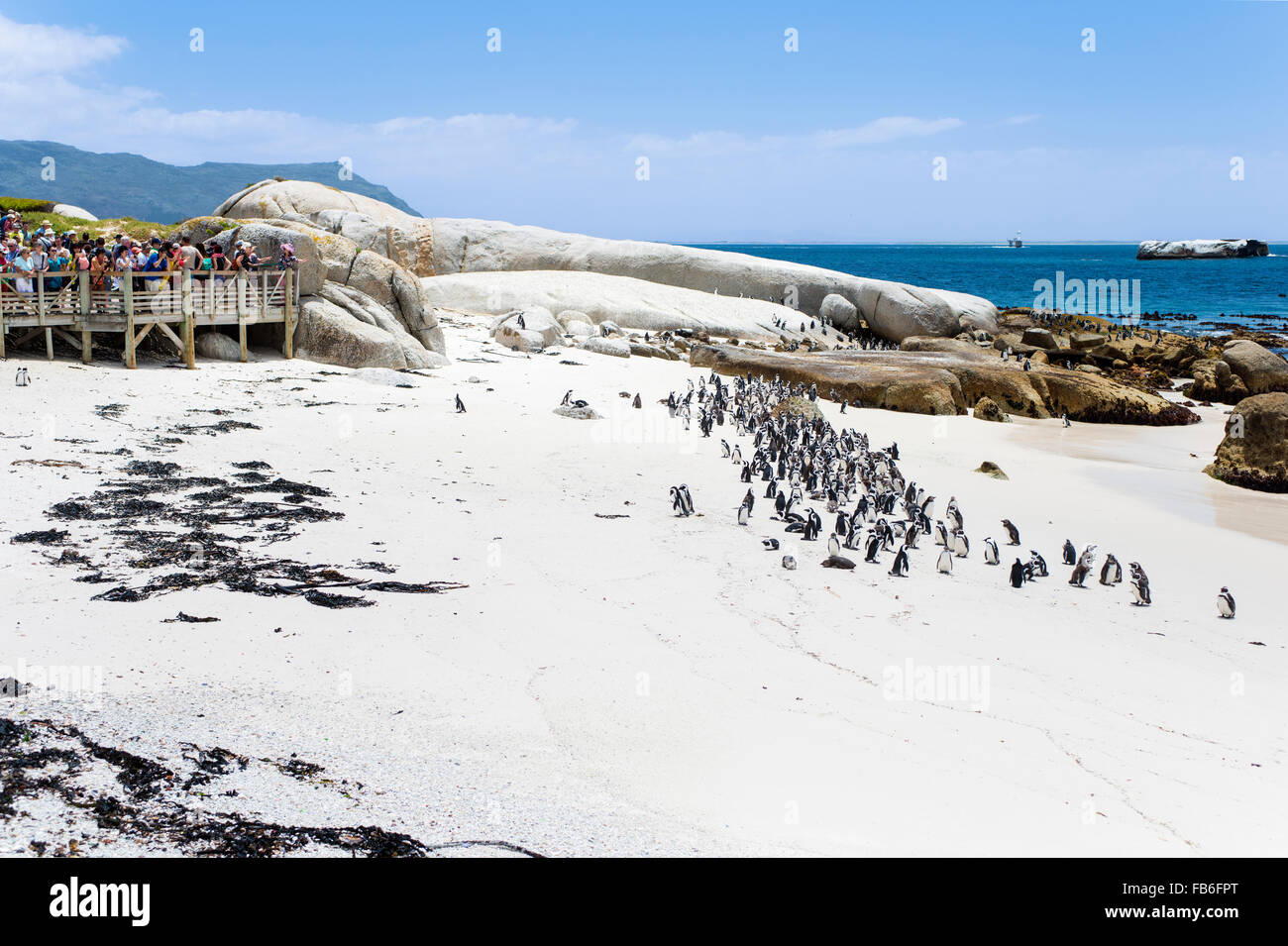 Boulders Beach Touristen und Pinguine in der Nähe von Simons Town, Südafrika Stockfoto