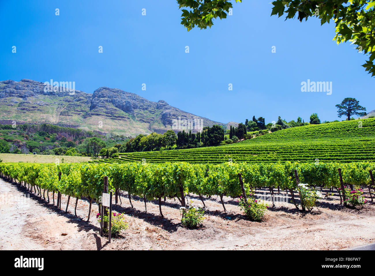 Weingut Buitenverwachting Wein und Weinberge in Constantia, Kapstadt, Südafrika Stockfoto