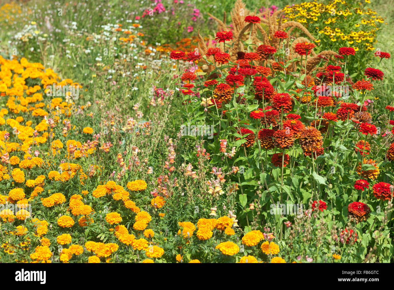 Red Zinnia elegans, Tagetes erecta Gelb, Blumenbeet Stockfoto