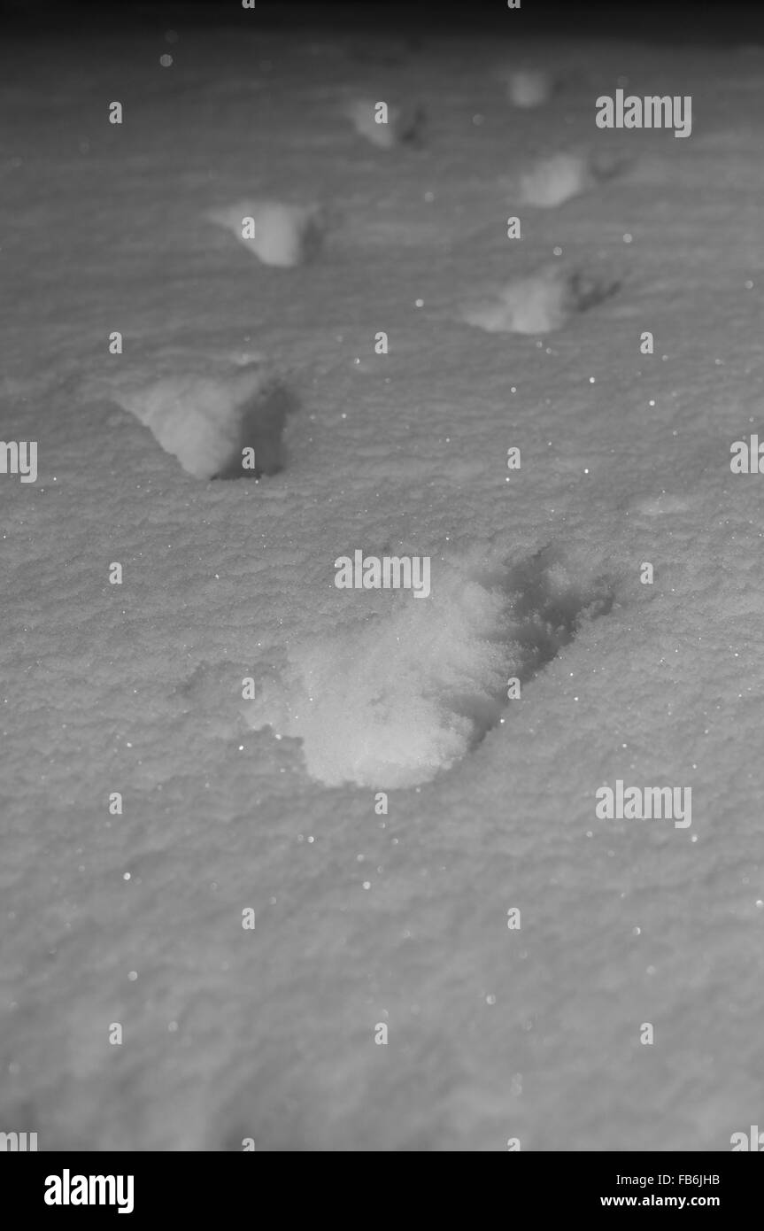 Spuren im frischen Schnee bei Nacht verschwinden im dunkel, selektiven Fokus Stockfoto