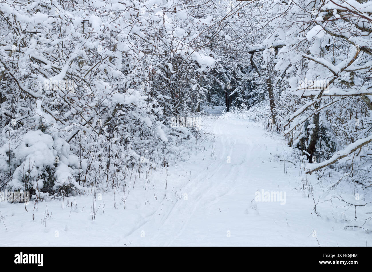 Schmalen Pfad führt durch dichten Wald Winter-Zeit Stockfoto