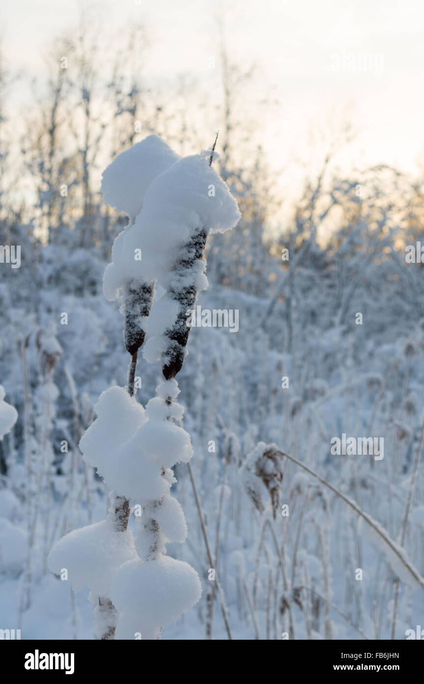 Rohrkolben reichlich fallenden Schnee vor Sonnenuntergang Hintergrund Stockfoto