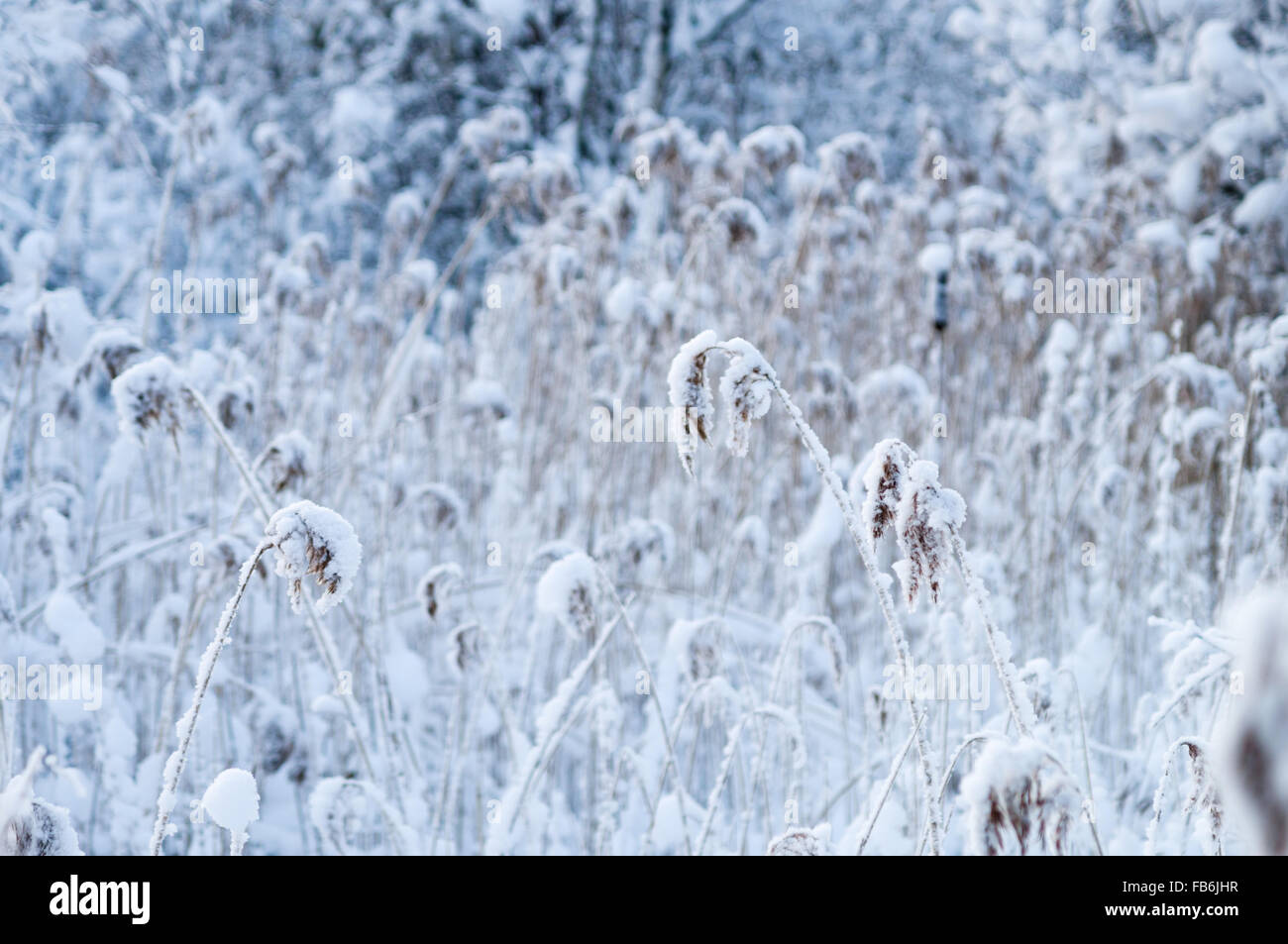Winterzeit Reed-Dickicht im Schnee, selektiven Fokus Stockfoto