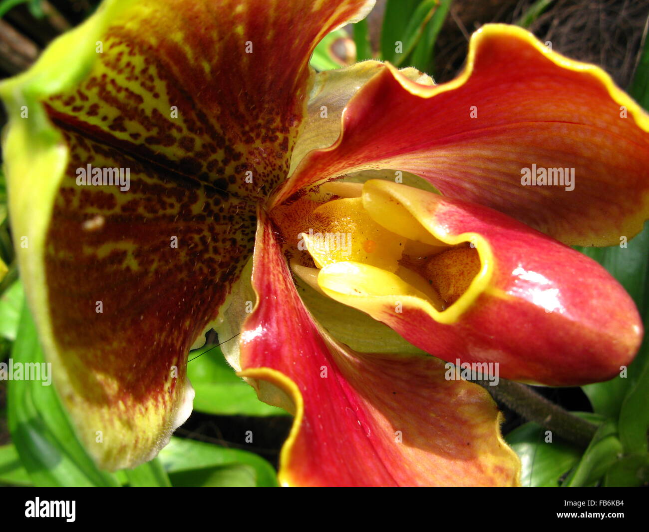 Rote und gelbe Orchidee Blume Stockfoto