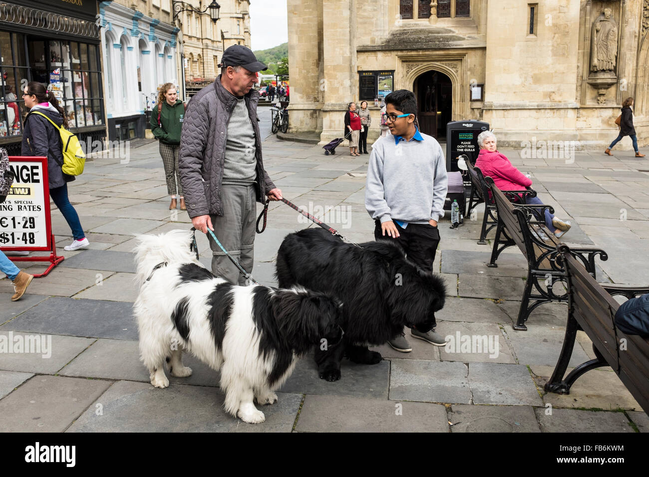 Ein Mann mit zwei Hunden (Neufundland) im Gespräch mit einem jungen (Bath Abbey im Hintergrund), Bath, Somerset, UK Stockfoto