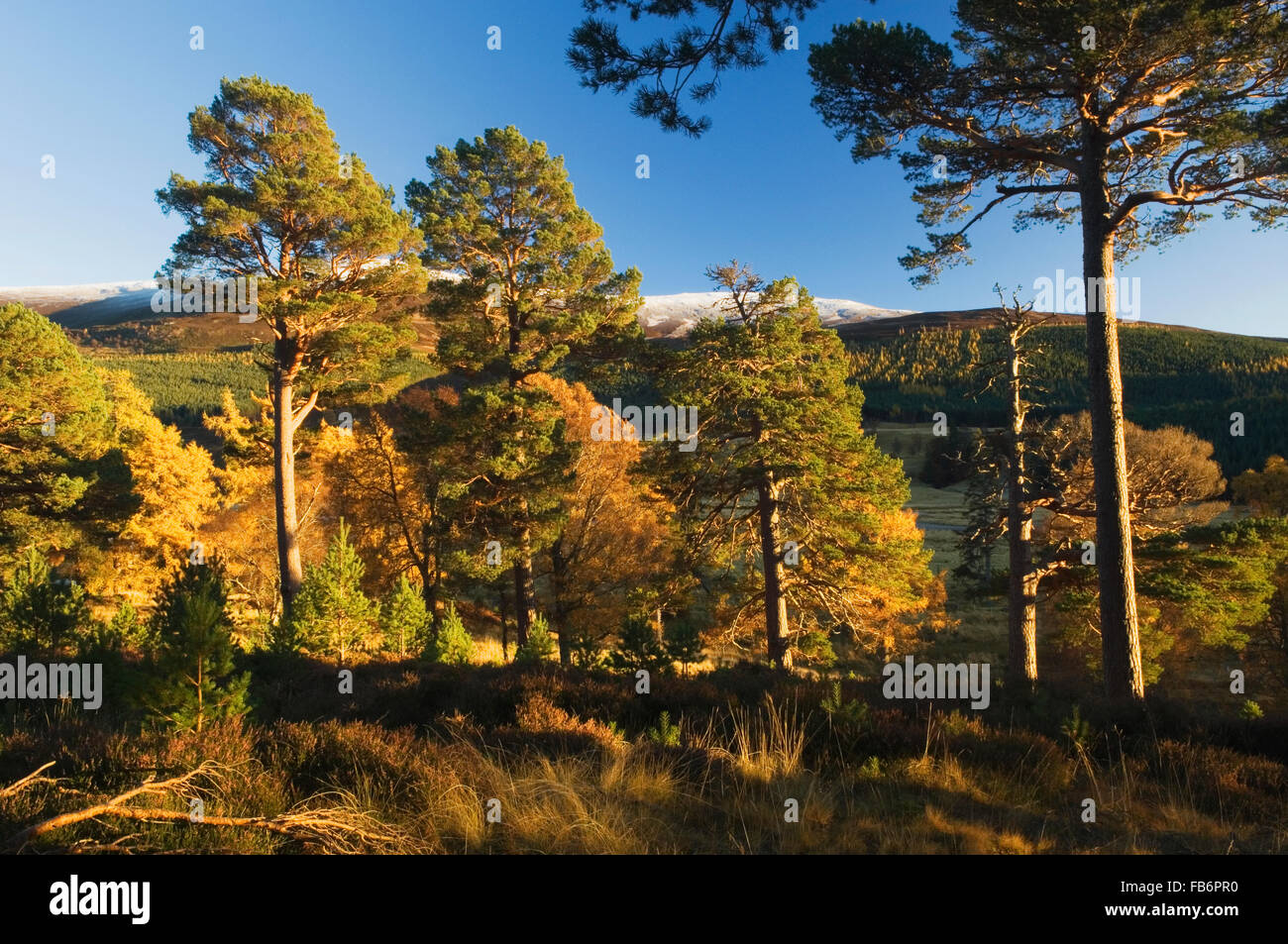 Mar Lodge Estate, National Nature Reserve im Cairngorms, Schottland. Stockfoto