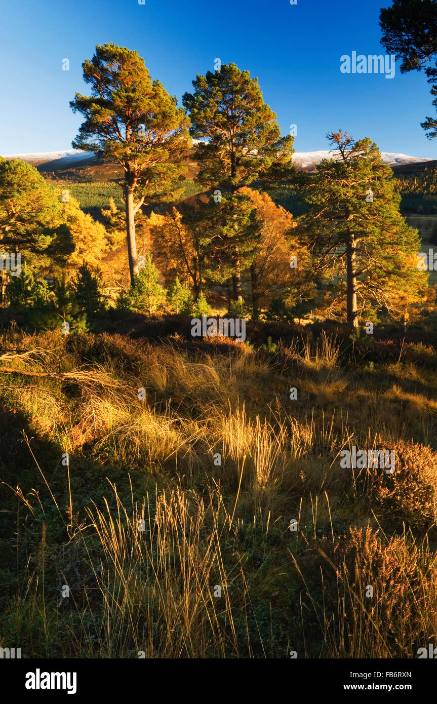 Mar Lodge Estate, National Nature Reserve im Cairngorms, Schottland. Stockfoto