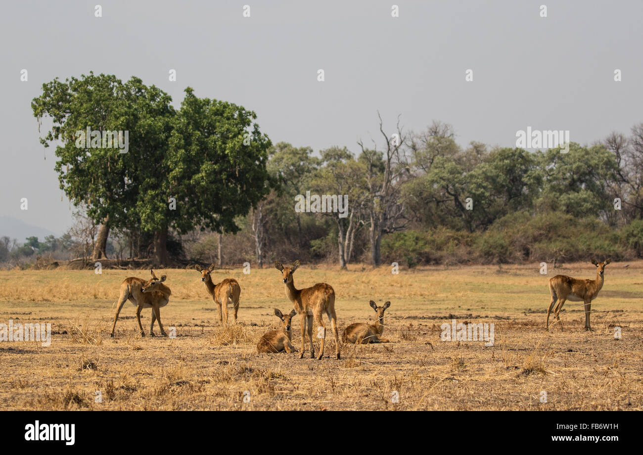 Eine kleine Gruppe von weiblichen puku Antilope (Kobus vardonii) Beweidung und Entspannen auf einem trockenen floodplain. South Luangwa National Park, Sambia. Stockfoto