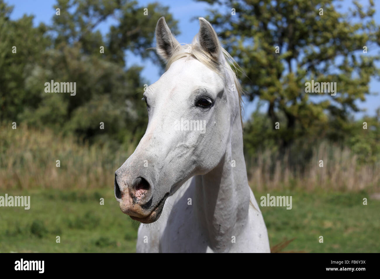 Schöne graue farbigen arabische Stute schaut sich um in Sommer Koppel vor natürlichen Hintergrund Stockfoto