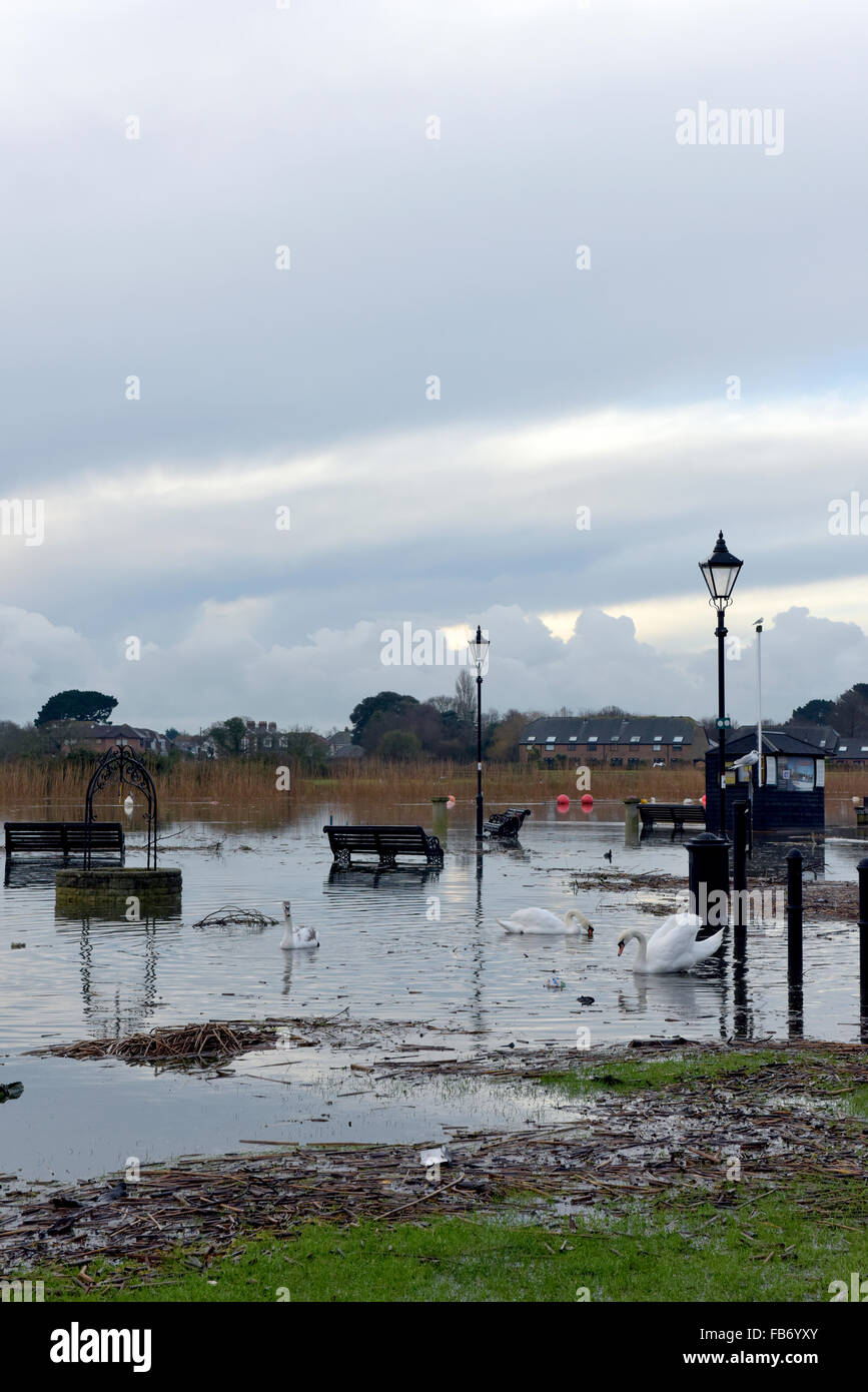 Christchurch, Dorset, UK. 11. Januar 2016. Kai von Hochwasser betroffen. Schilf und Bäumen fegte angeschwollenen Fluss Stour erstellen Gefahren, wenn Wasser auf Montag, 11. Januar 2016 zurückgeht. Schwäne Essen den Rasen durch das Hochwasser. Bildnachweis: Roger Allen Fotografie/Alamy Live-Nachrichten Stockfoto