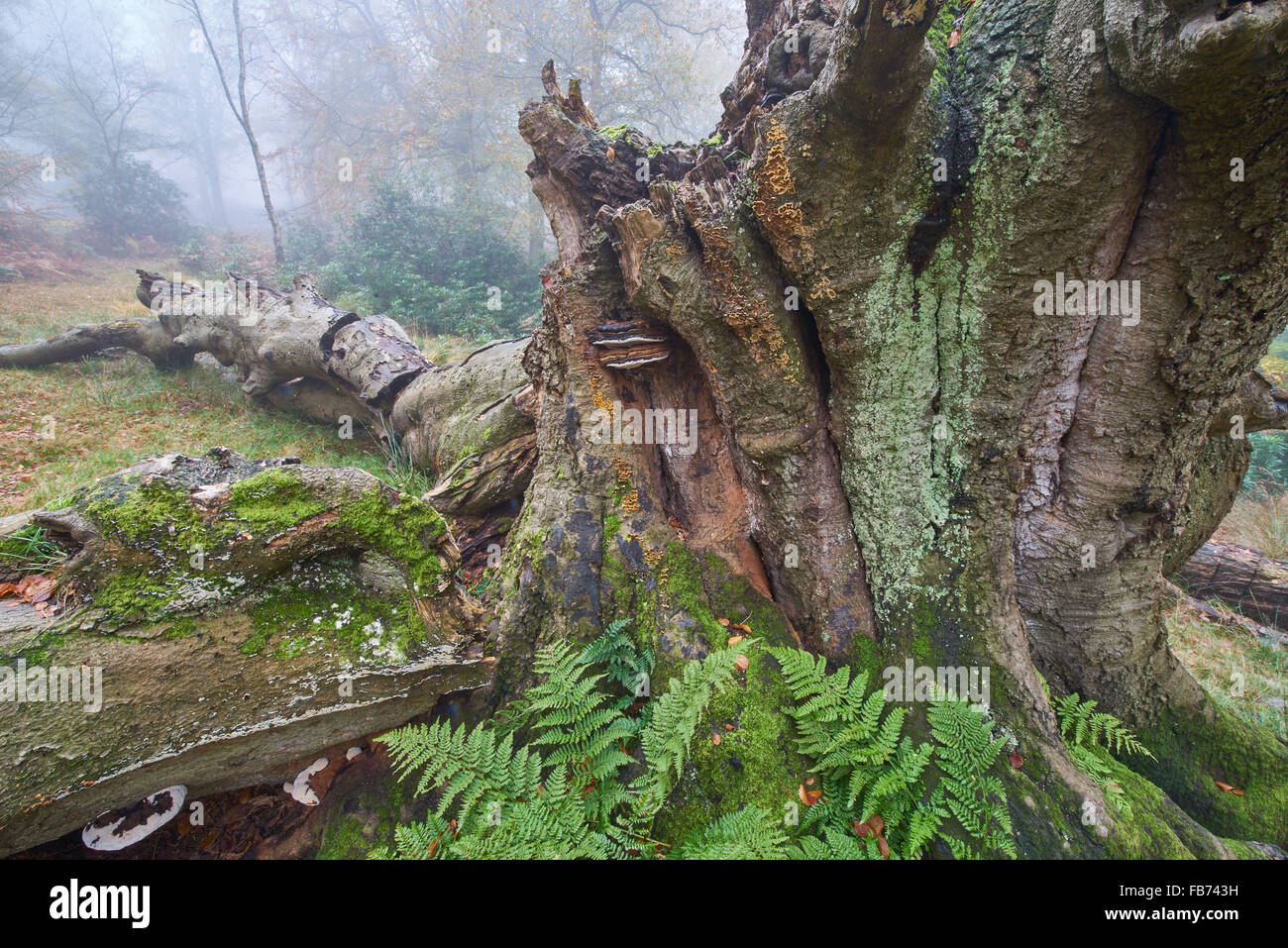 Alte Buche im Ashdown Forest Sussex Stockfoto