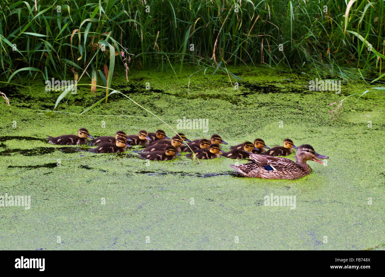 Entenküken mit ihrer Mutter in einem Graben mit Wasserlinsen Stockente oder wilde Ente (Anas Platyrhynchos) schwimmen Stockfoto