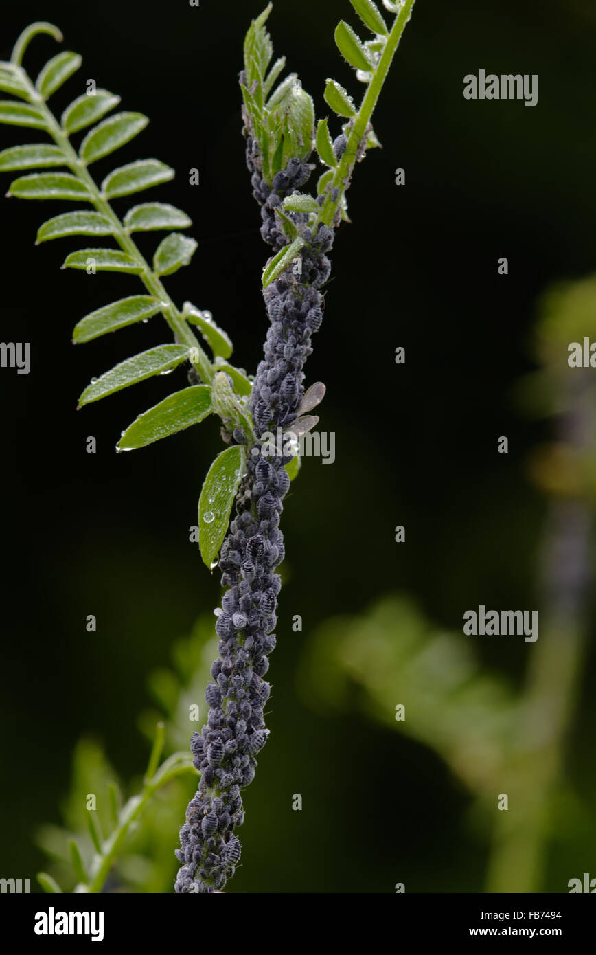 Läuse auf Wicke Stockfoto