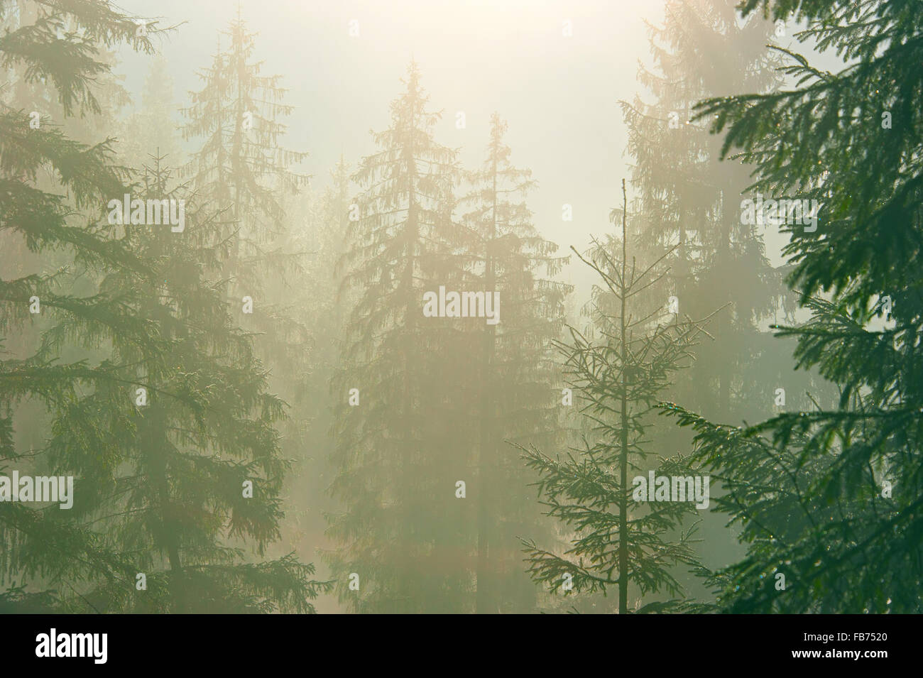 Kiefern im Wald in einem Morgennebel. Karpaten Berge Stockfoto