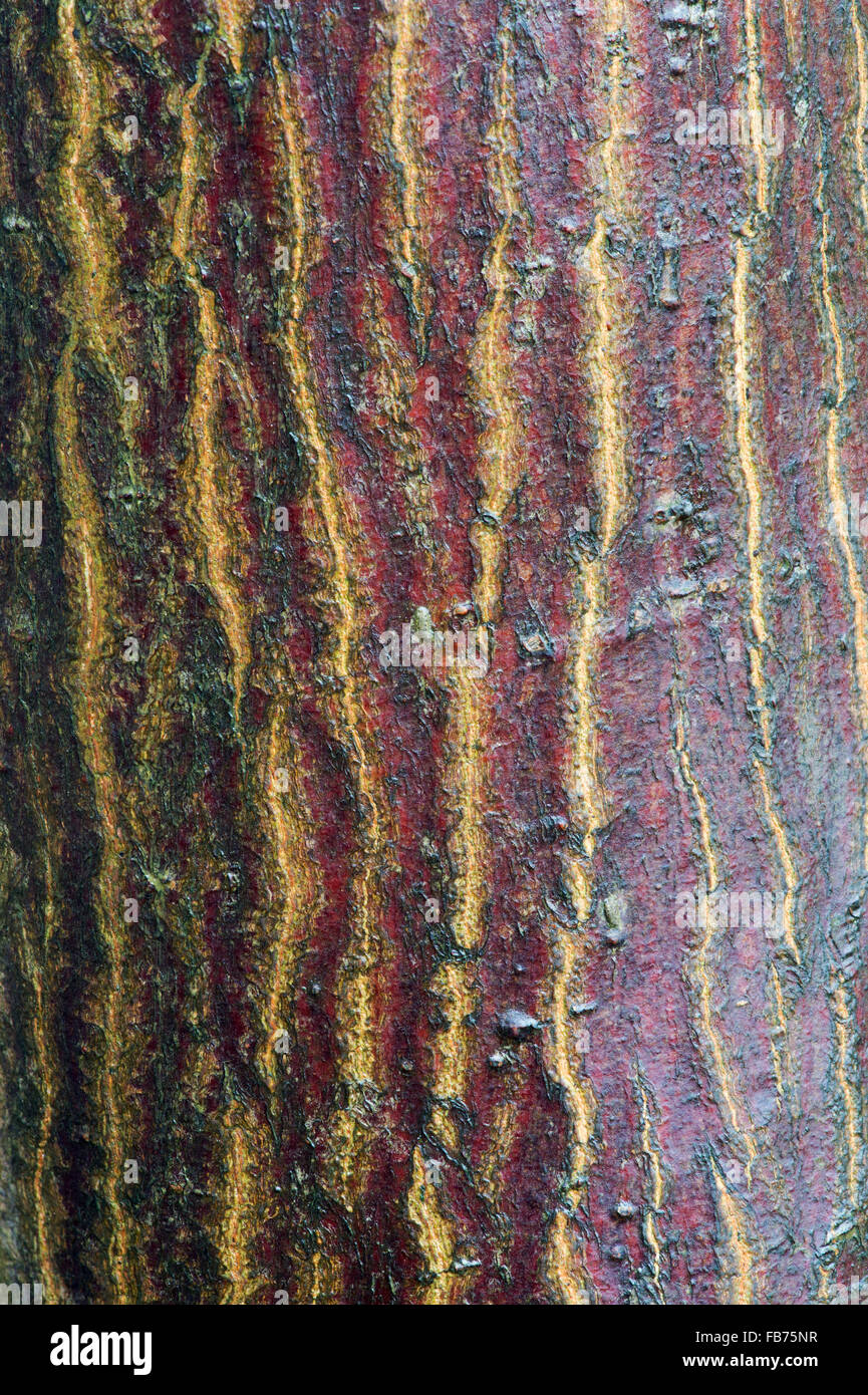 Acer Palmatum Nicholsinii. Japanischer Ahorn Nicholsonii Baumrinde Stockfoto