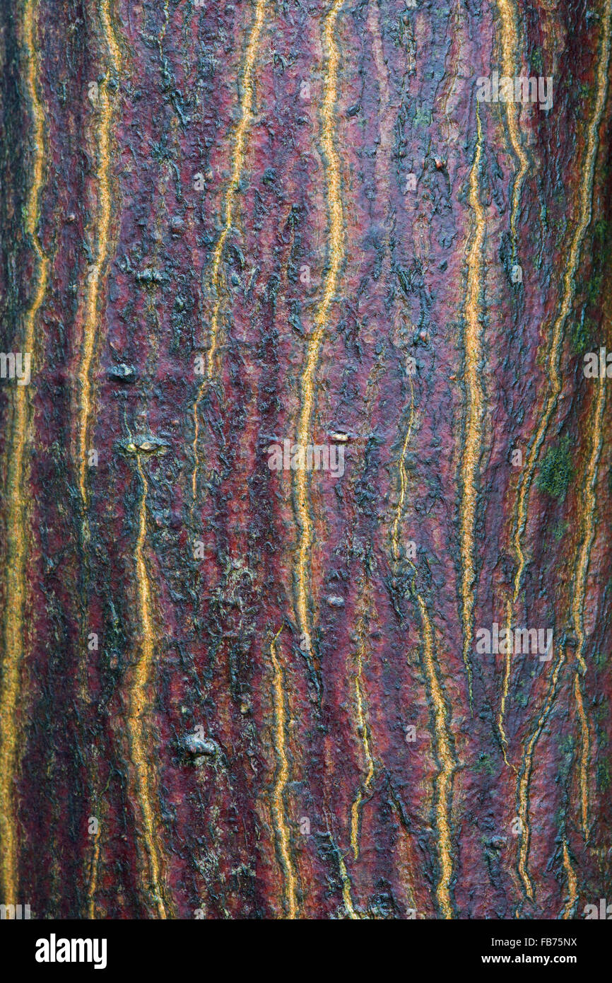 Acer Palmatum Nicholsinii. Japanischer Ahorn Nicholsonii Baumrinde Stockfoto