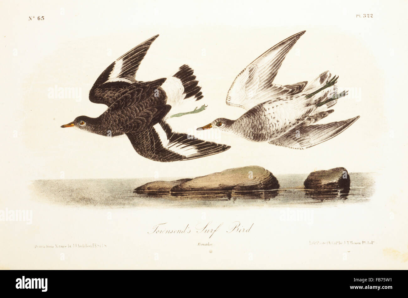 Townsends Surf Vogel, handkolorierten Kupferstich aus Original von Audubon, ca. 1827 Stockfoto