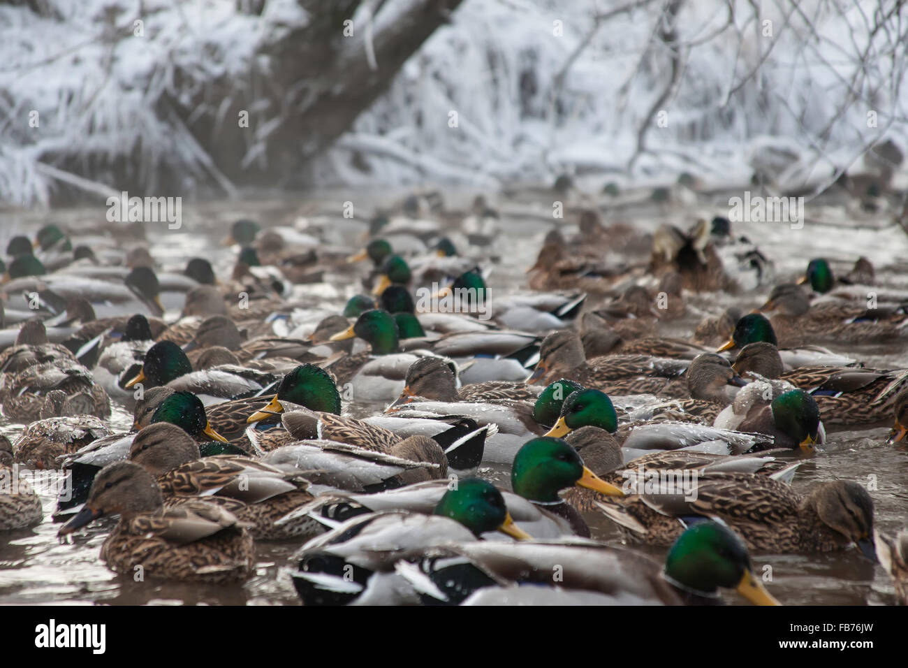 Mähne Enten im Winter Teichwasser Stockfoto