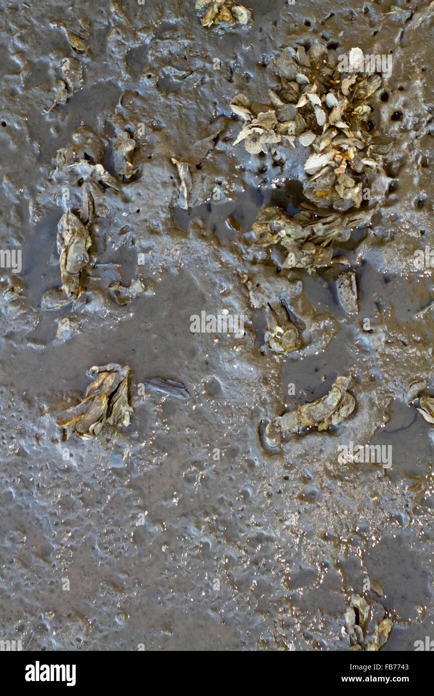 Nahaufnahme von einer Oyster Bed mit Muscheln in Brackwasser Stockfoto