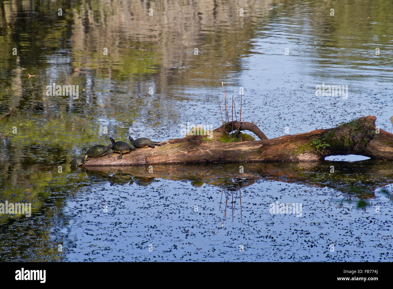 Drei Schildkröten ruhen auf einem alten umgestürzten Baumstamm, die Hälfte in einem Teich getaucht, während die vierte sich aus dem Wasser zieht, sich ihnen anzuschließen Stockfoto