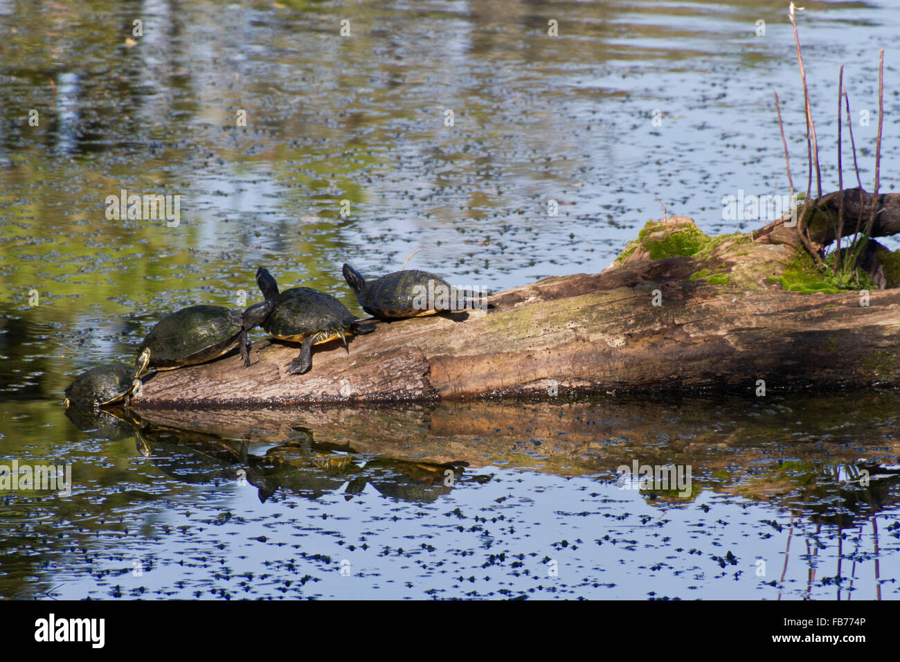 Drei Schildkröten ruhen auf einem reflektierenden Teich Baumstamm, während die vierte sich aus dem Wasser zieht, sich ihnen anzuschließen Stockfoto