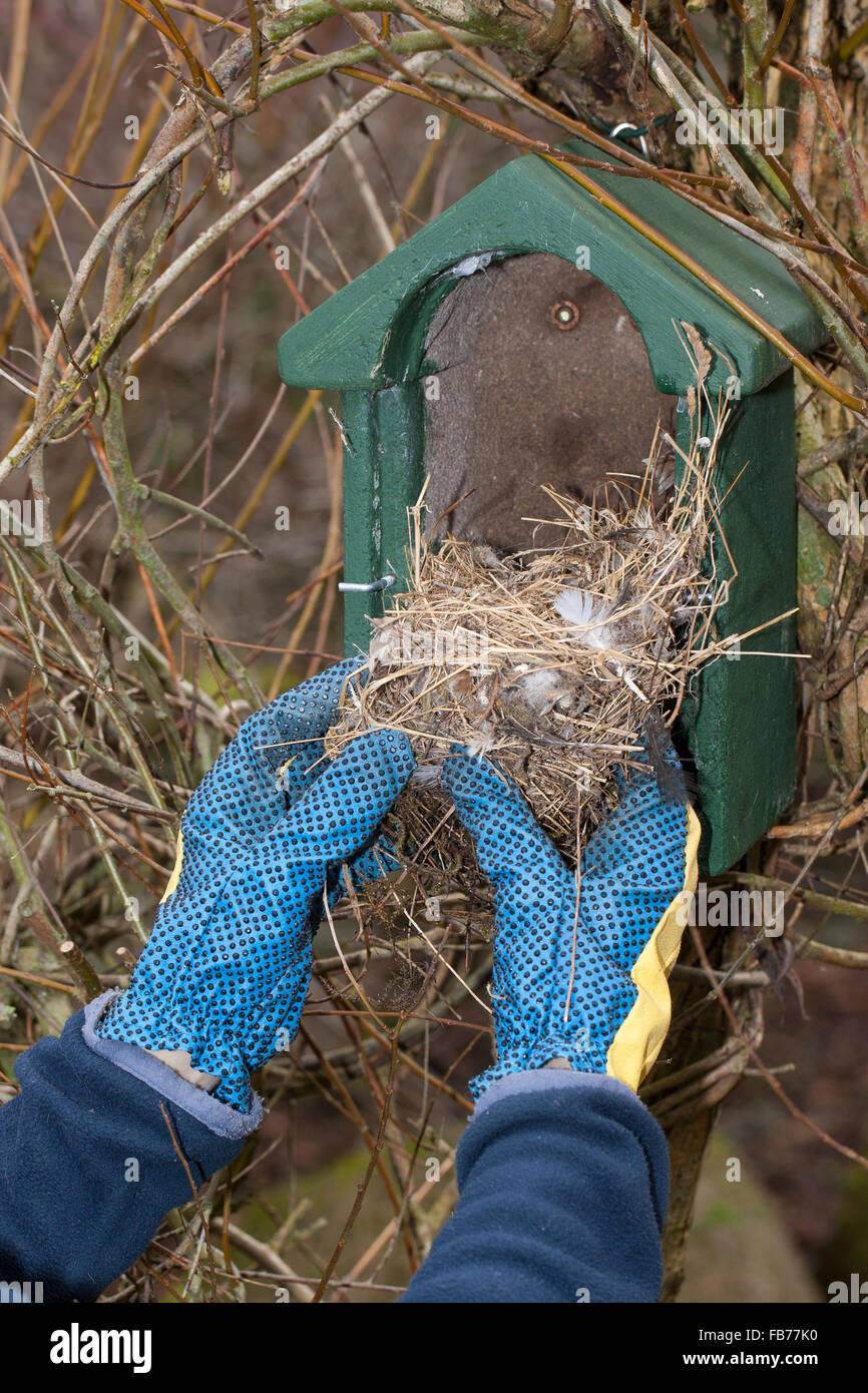 Reinigung Nistkasten, Verschachtelung-Box für Vögel, Vogel-Nistkasten Nistkasten-Säuberung, Reinigung, Säubern, Säuberung, Pflege Stockfoto