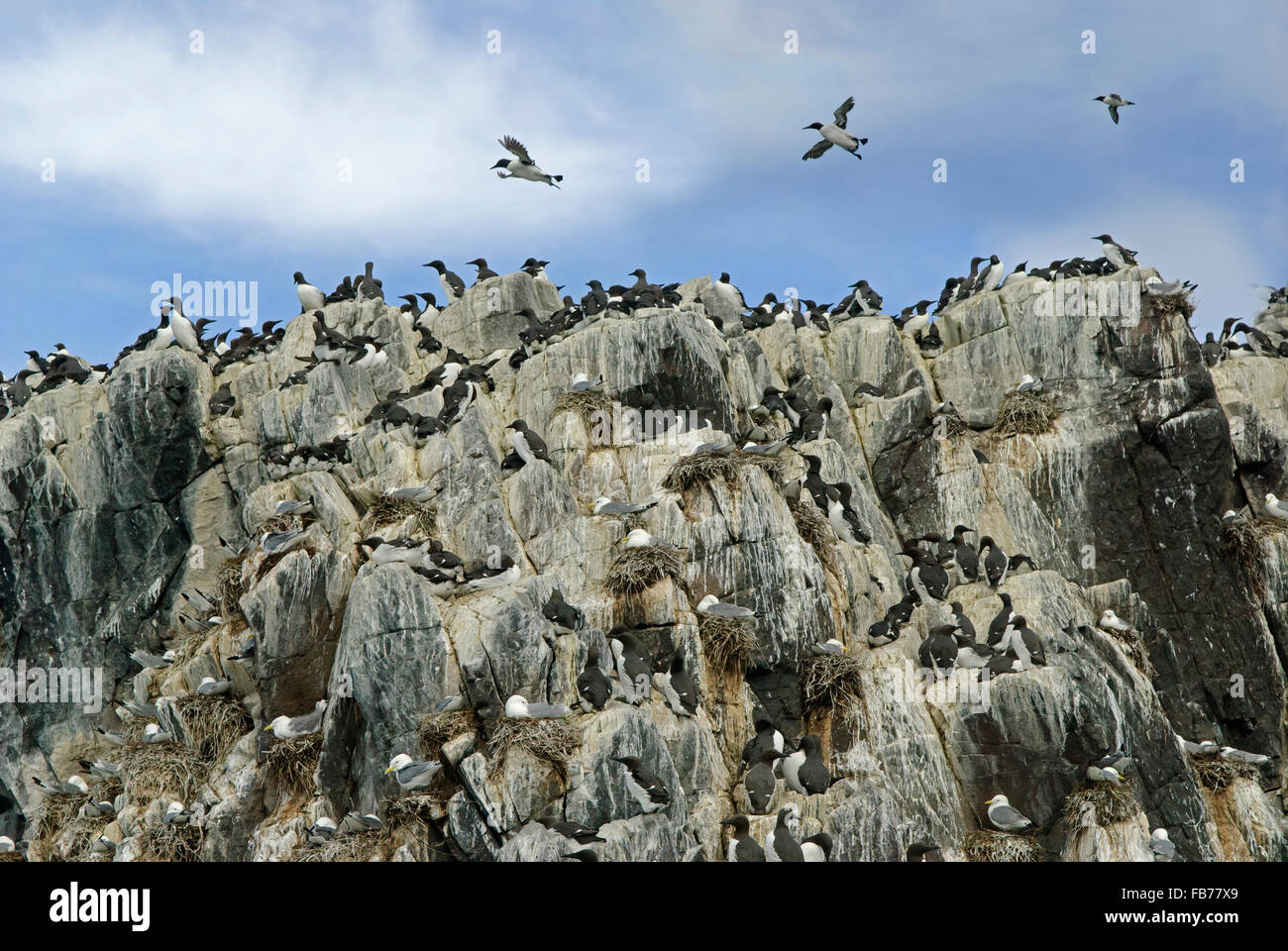 Trottellummen nisten auf einer Felswand in der Farne Islands, Northumberland, England. Stockfoto