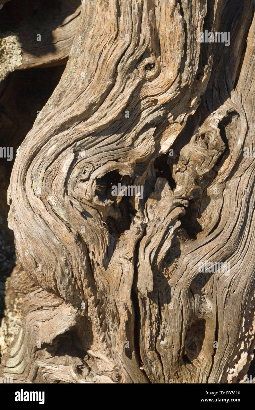Nahaufnahme von einem künstlerisch Meer geätzt Stück kurvenreiche Treibholz Stockfoto