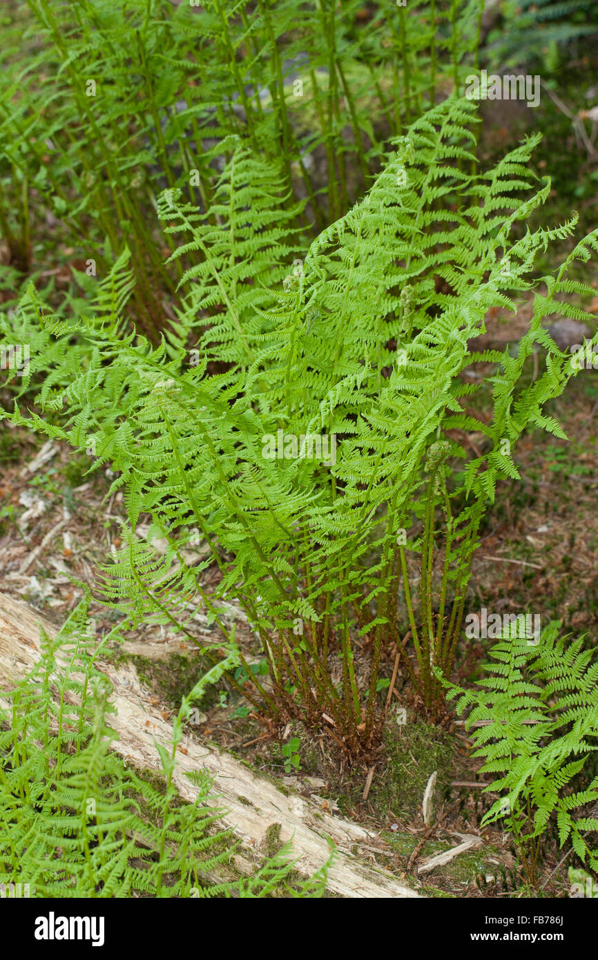 Lady Farn, gemeinsame Dame-Farn, Ladyfern, Wald-Frauenfarn, gemeinen Waldfarn, entstanden Filix-Femina Frauenfarn, Waldfrauenfarn Stockfoto