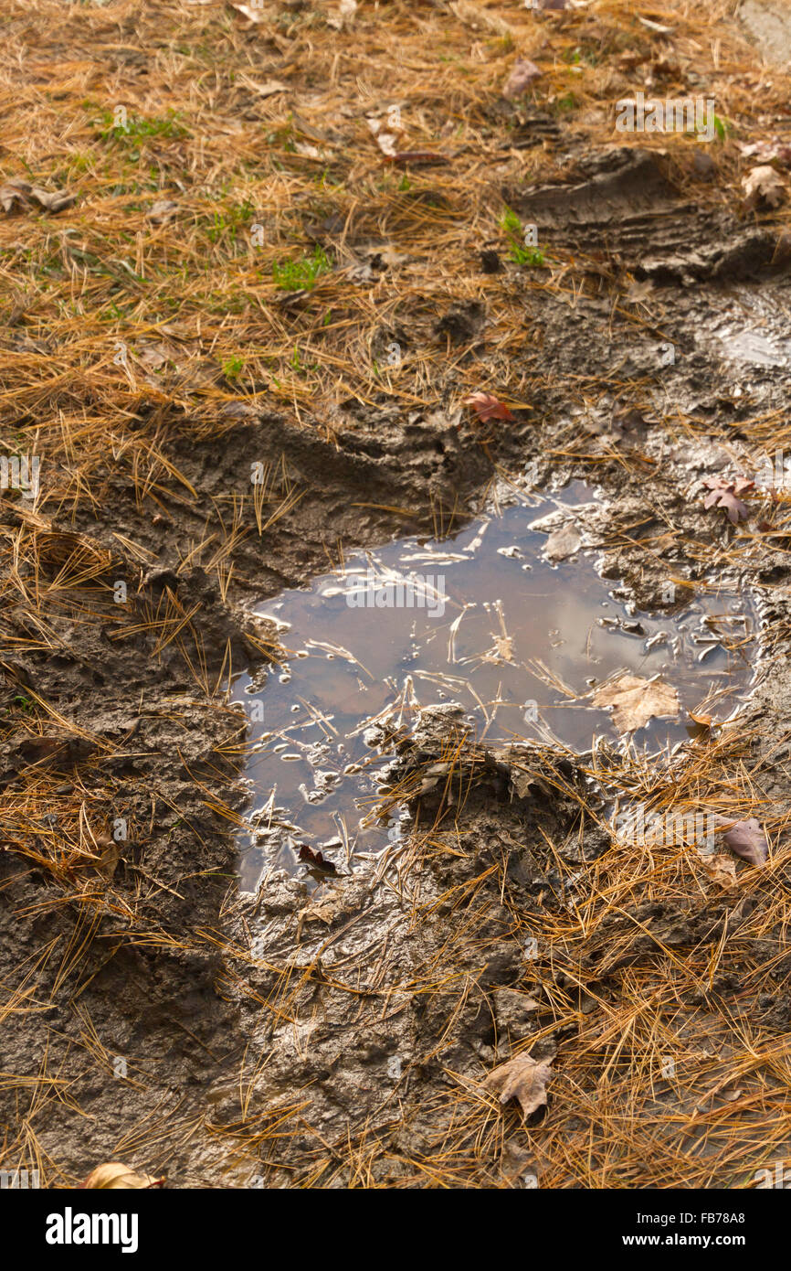 Nahaufnahme der eine schlammige Pfütze von Regenwasser mit nassen Herbst Blätter und Nadeln in und um es Stockfoto