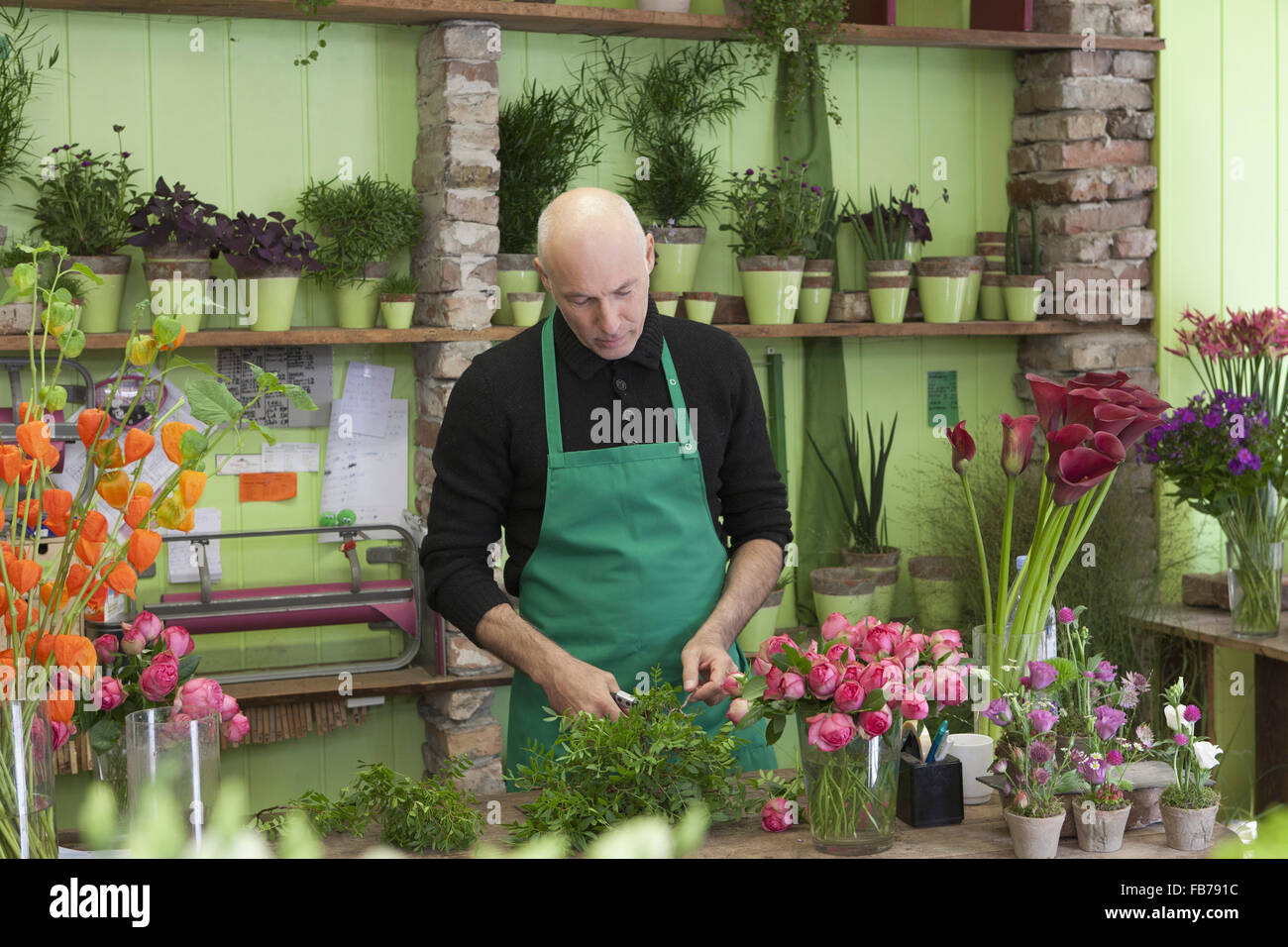 Reifer Mann im Garten Pflanze Stockfoto