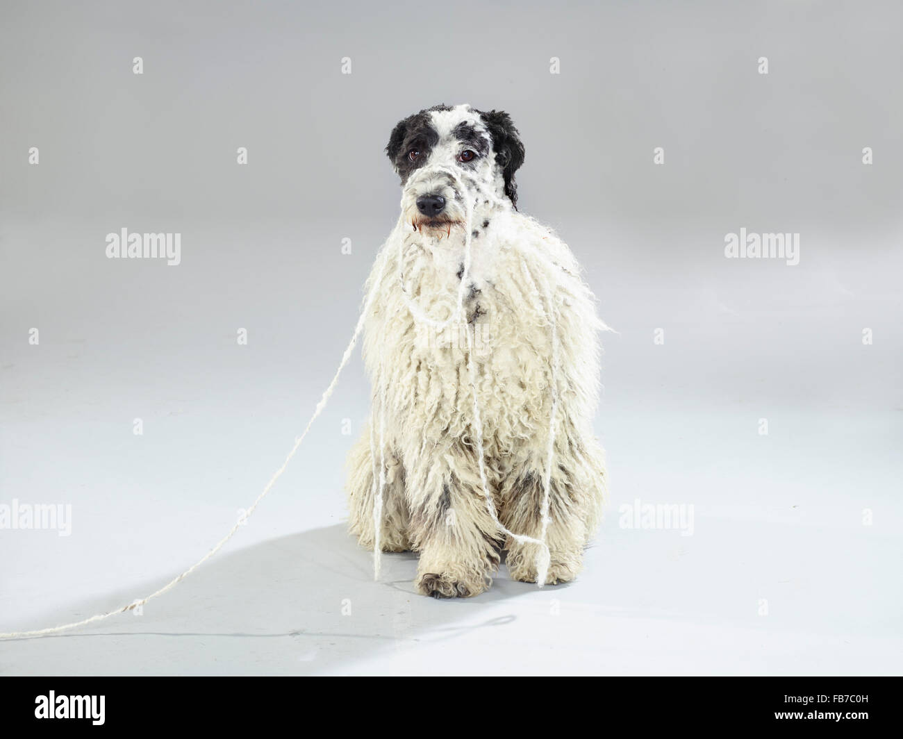 Porträt des Hundes mit einem Seil vor weißem Hintergrund Stockfoto