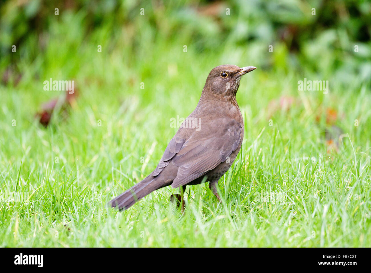 Weibliche Amsel (Turdus Merula) auf einem Rasen Rasen, East Sussex, England, UK Stockfoto