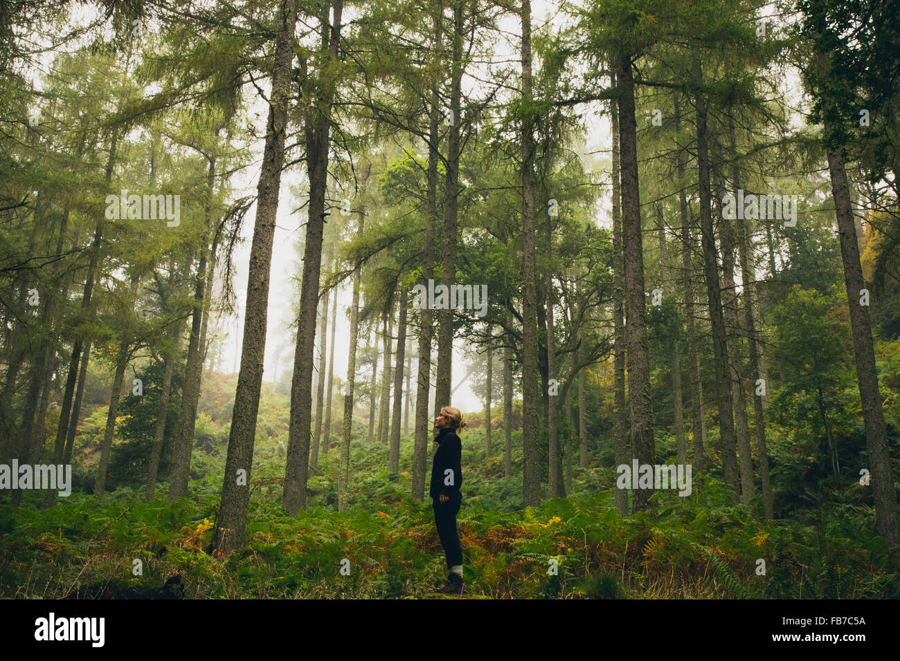 Seitenansicht der Frau im Wald Stockfoto