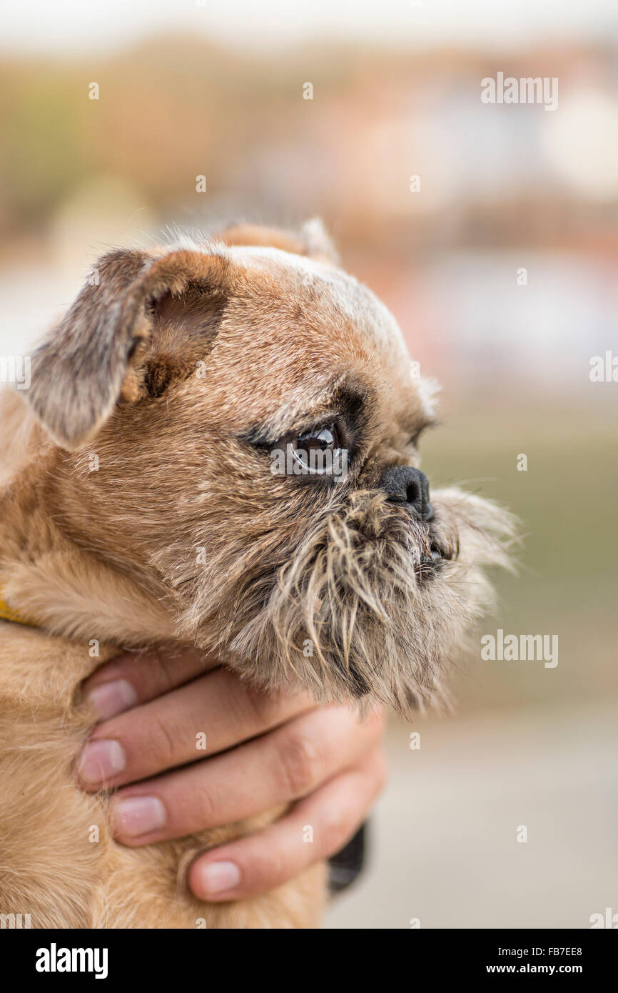 Nahaufnahme des abgeschnittenen Hand Holding Hund im freien Stockfoto