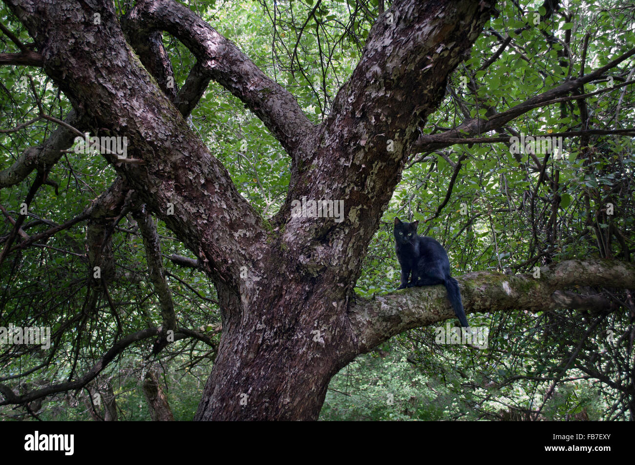 schwarze Katze, die sitzt in einem Baum Stockfoto