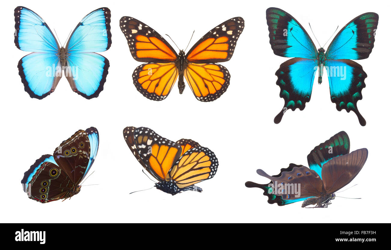 Blauen Morpho Monarch und Seegrün Schwalbenschwanz Schmetterlinge Stockfoto