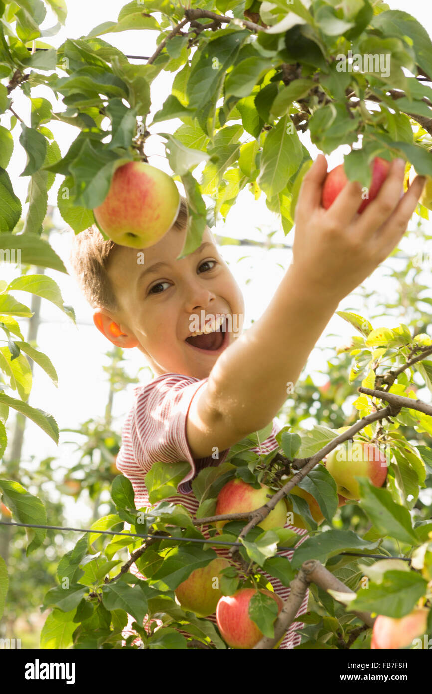 Porträt von fröhlicher Junge Kommissionierung Apfel vom Baum Stockfoto