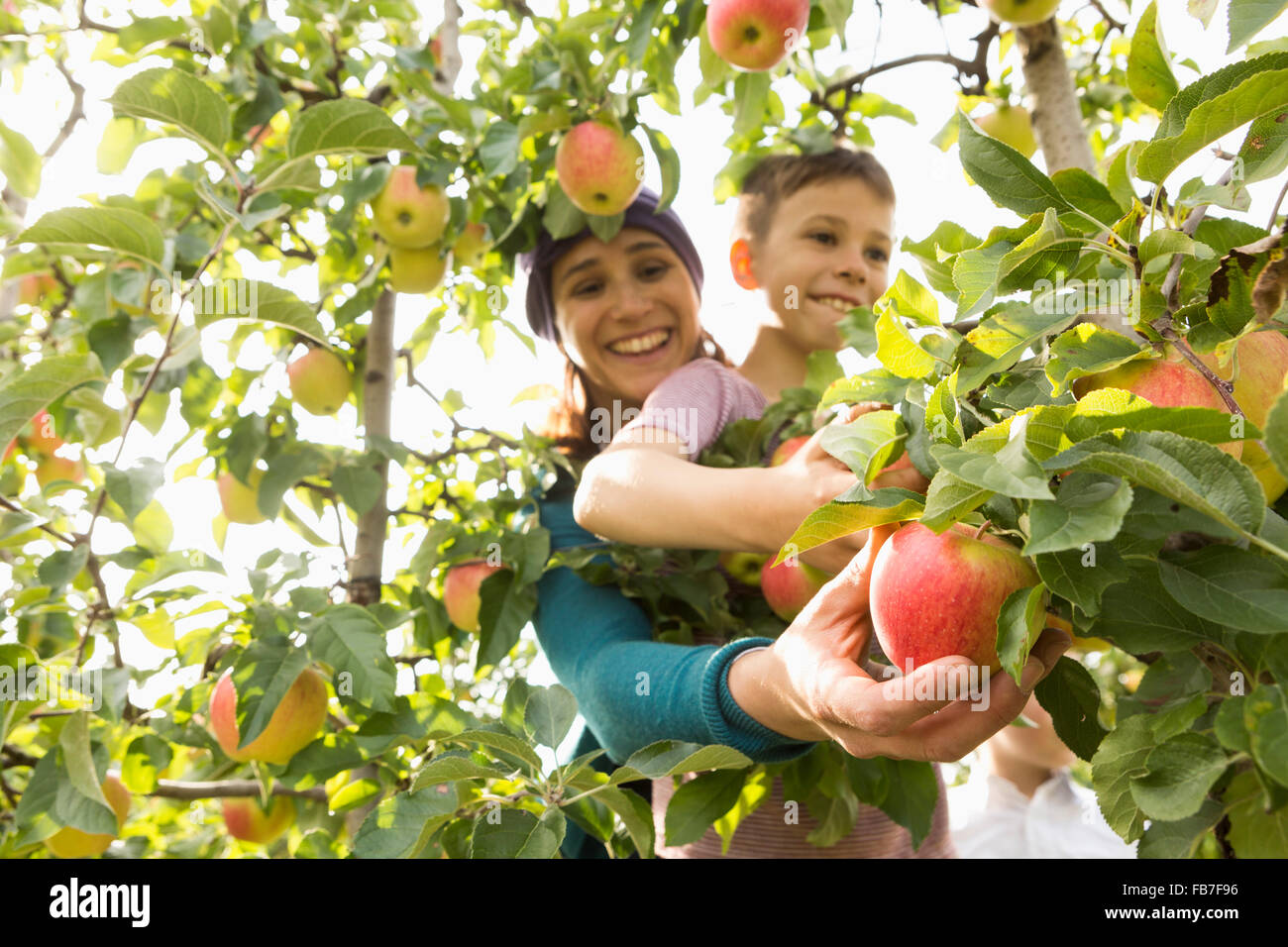 Glückliche Mutter und Sohn pflücken Äpfel am Obstgarten Stockfoto