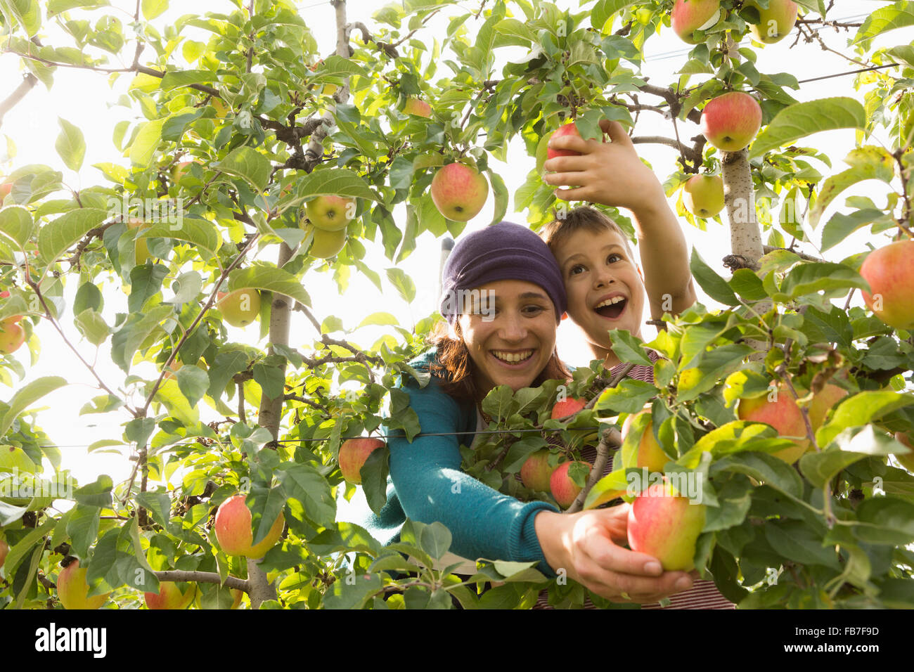 Fröhliche Mutter und Sohn pflücken Äpfel am Obstgarten Stockfoto