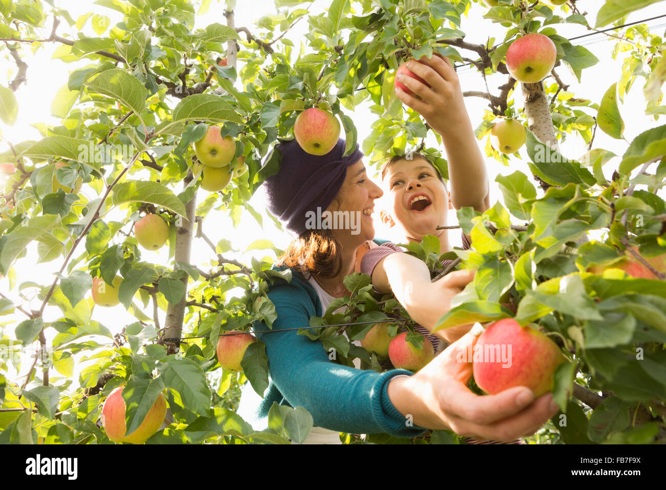 Fröhliche Mutter und Sohn sahen einander beim Pflücken Äpfel am Obstgarten Stockfoto