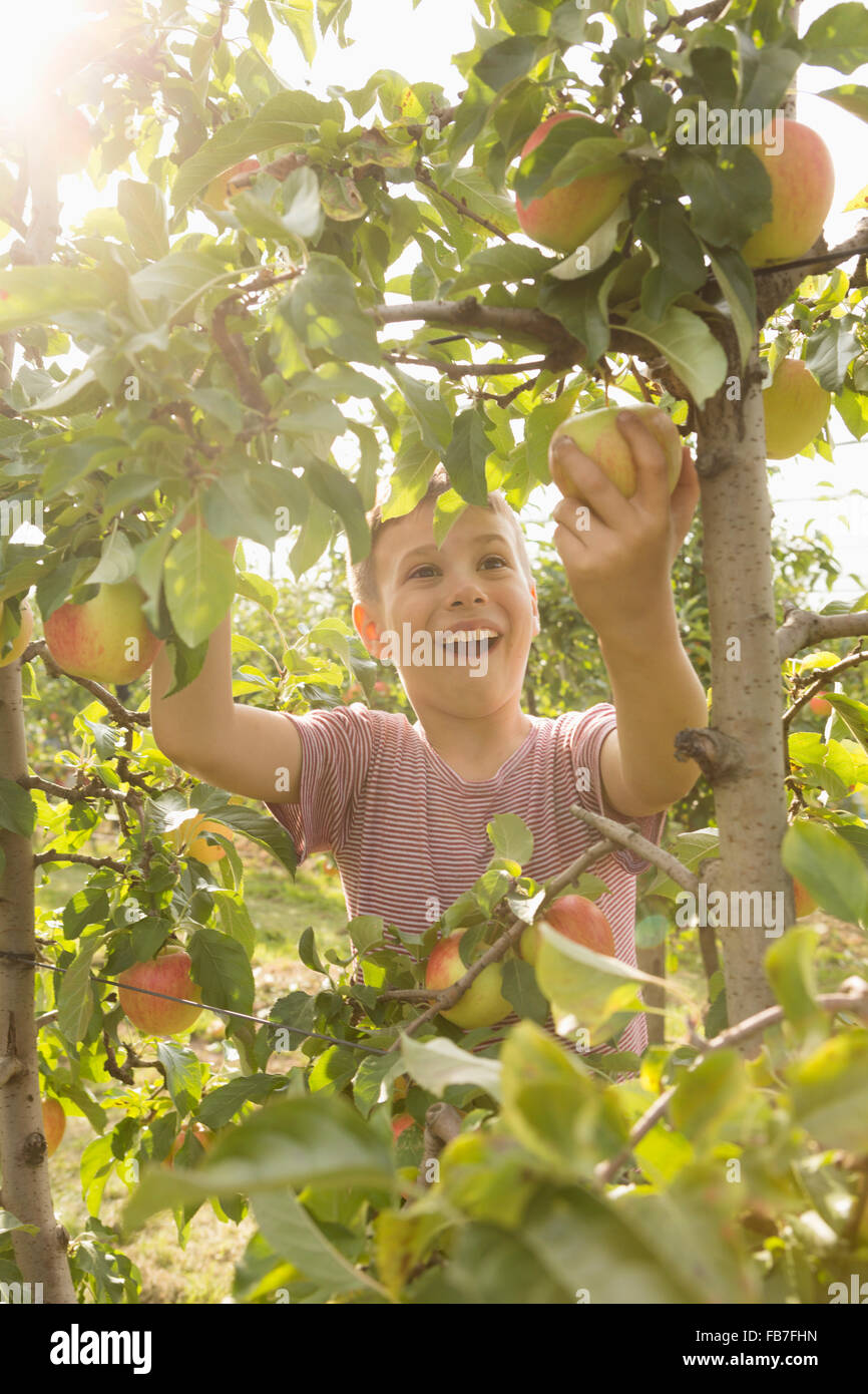 Fröhlicher Junge Kommissionierung Apfel vom Baum Stockfoto