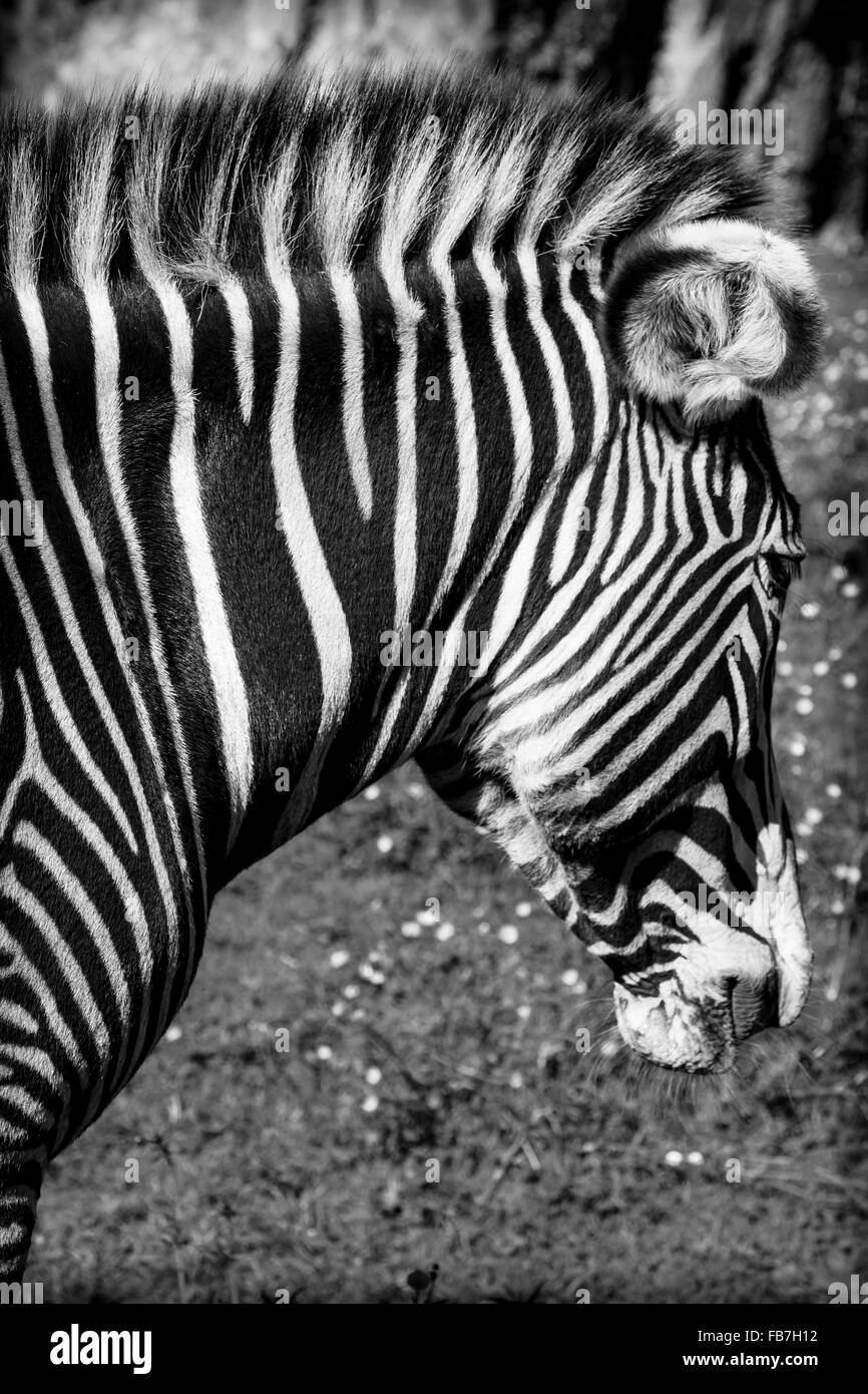 Eine schöne afrikanische Zebra in seiner natürlichen Umgebung Stockfoto