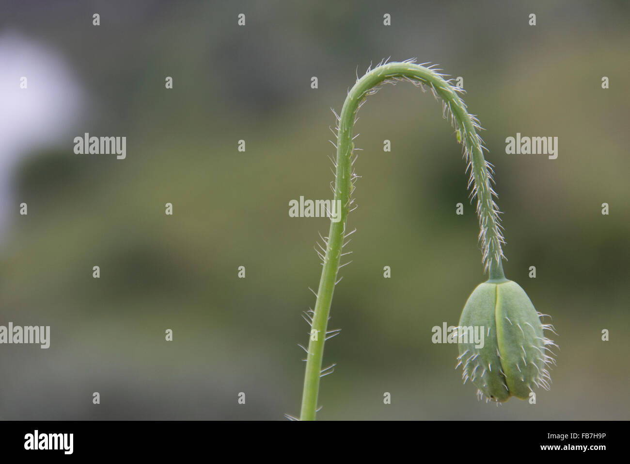 Schaltfläche "Blume", Pflanze, grüne Natur, Taste, Makro, Wachstum, Umwelt Stockfoto