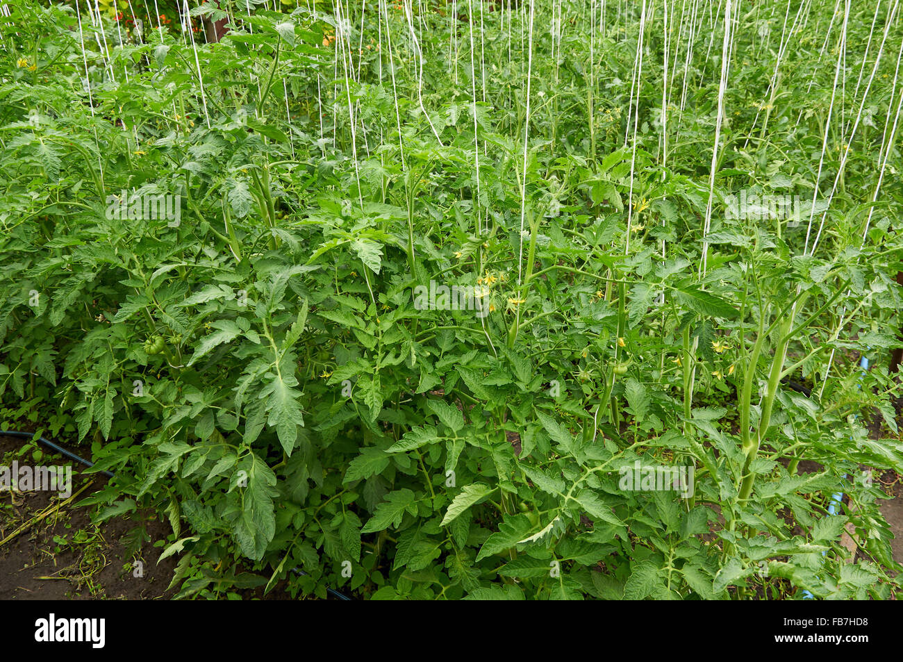 Gemüsegarten mit vielen Tomatenpflanzen mit Seilen Stockfoto