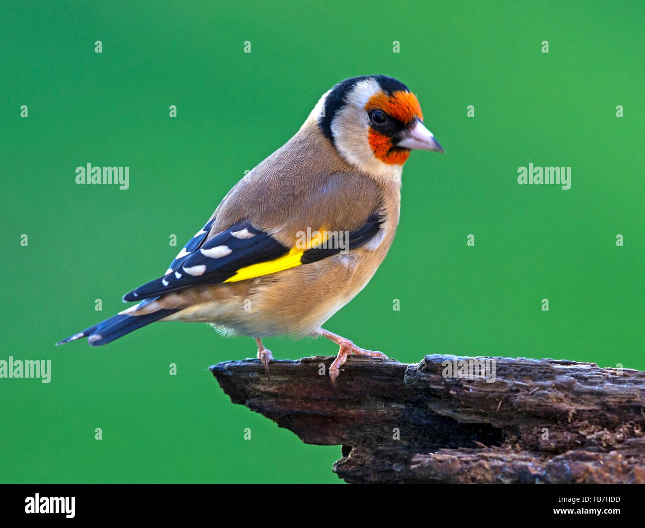 Europäische Stieglitz thront auf Zweig Stockfoto